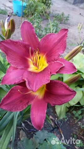 Лилейник, хоста, айва японская