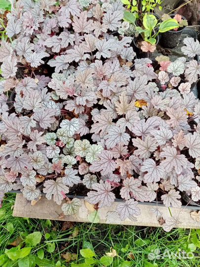 Многолетние растения для сада