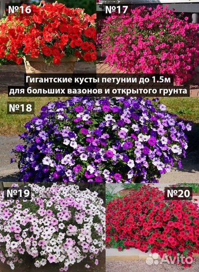 Петуния ампельная вегетативная рассада