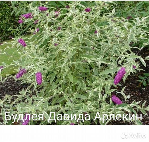 Будлея Давида Арлекин