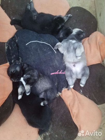 Щенки в добрые руки