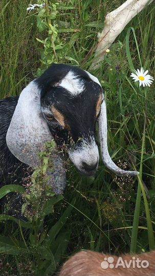 Нубийские козы