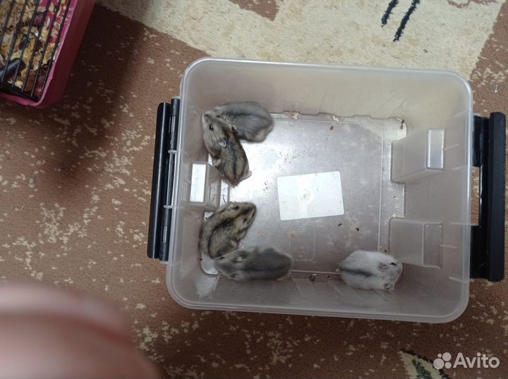 Джунгарские хомяки малыши