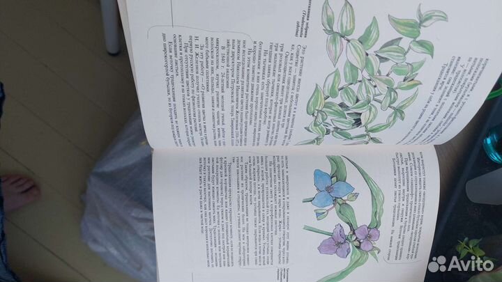 Верзилин Н. Путешествие с домашними растениями