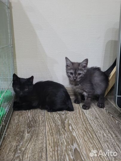 Котята в дар бесплатно