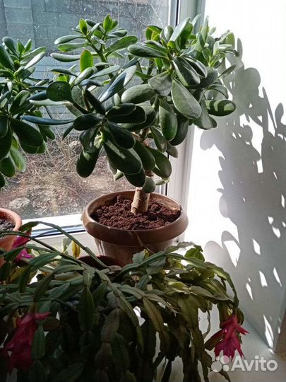 Денежное дерево