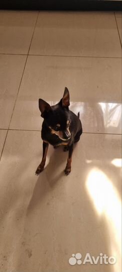 Мини той-терьер