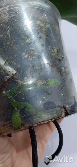 Фаленопсис