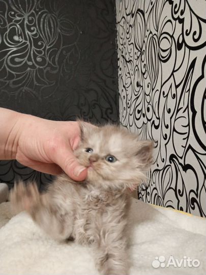 Кошка в дар бесплатно