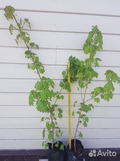 Саженцы декоративных растений