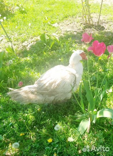 Утки индийский бегунок, селезень индоутки