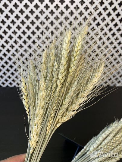 Пшеница с остью и без