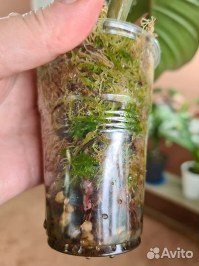 Филодендрон карамель марбл