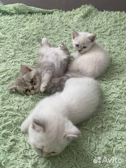 Шотландские котята