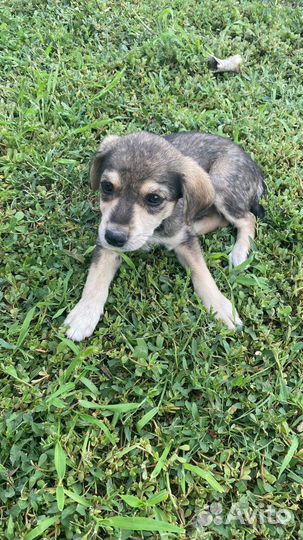 Двортерьер