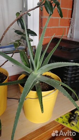 Фикус, алое, каланхое, тещин язык