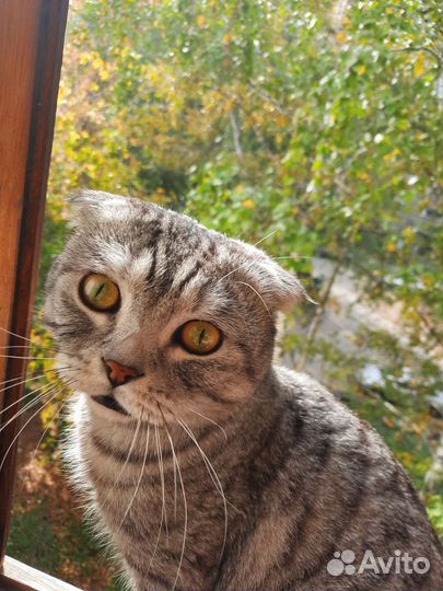 Шотландская вислоухая кошка бесплатно