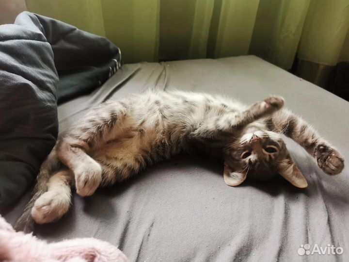 Котенок мальчик ищет дом