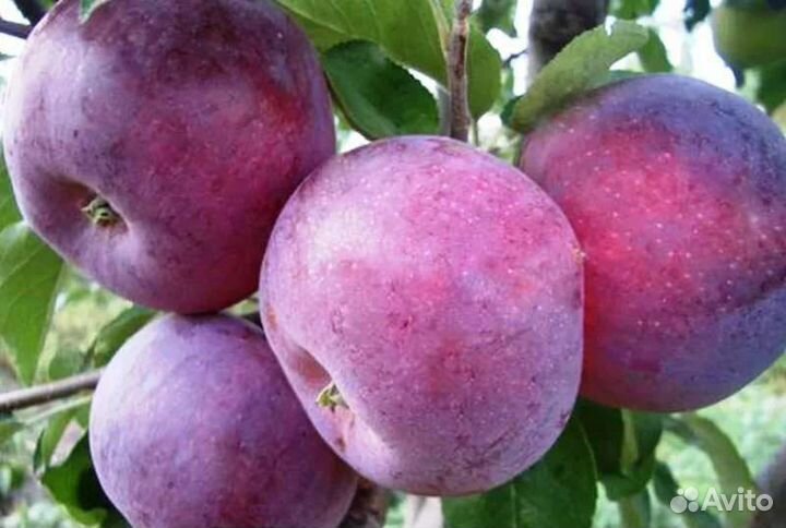Яблоня Вильямс Прайд саженцы