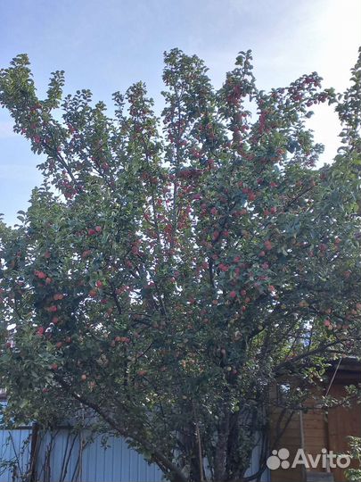 Домашние яблоки