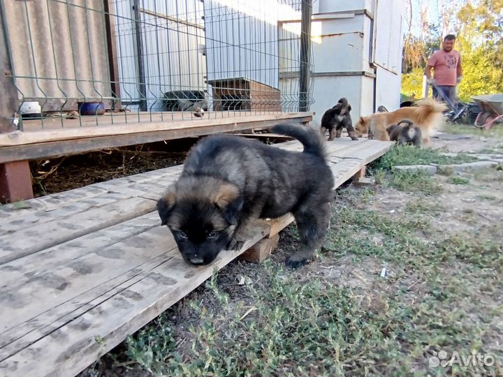 Восточноевропейские овчарки