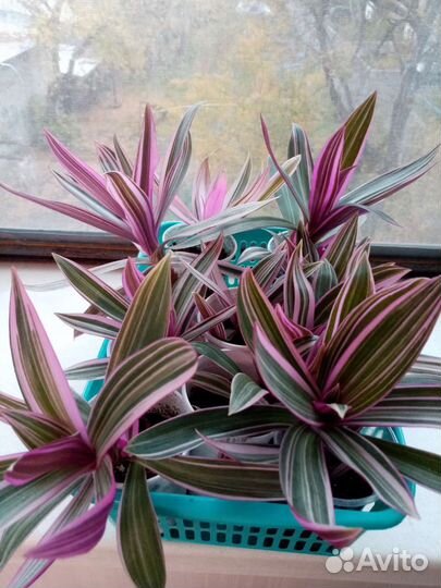 Традесканции сортовые