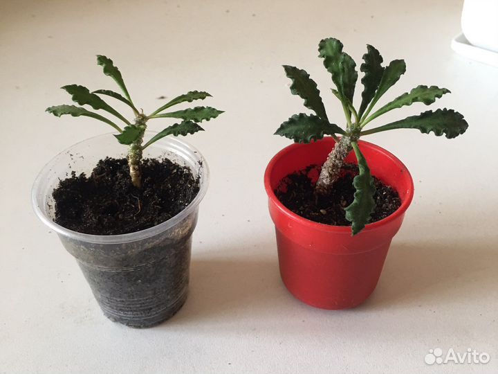 Эуфорбия суккулент