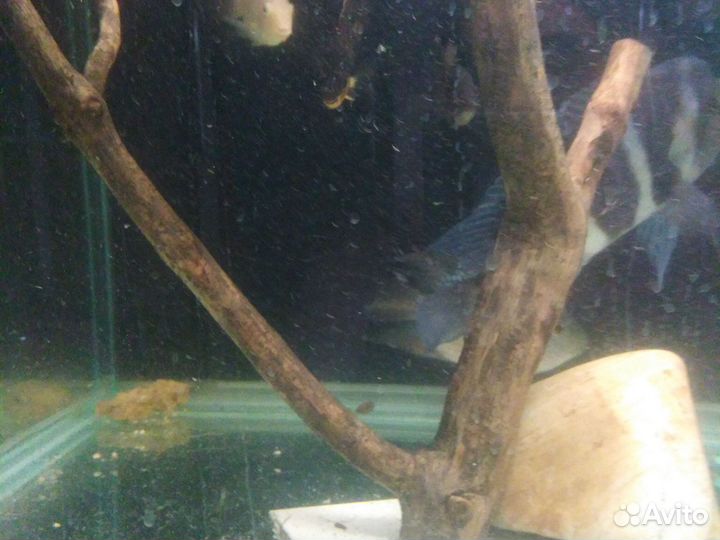 Аквариумные рыбки