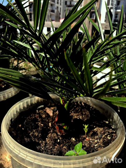 Финиковая пальма