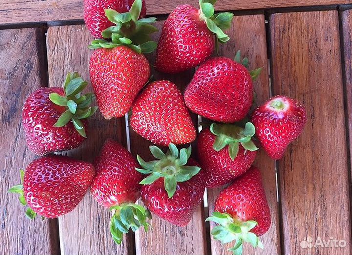 Саженцы клубника ремонтантная Монтарей 5 шт