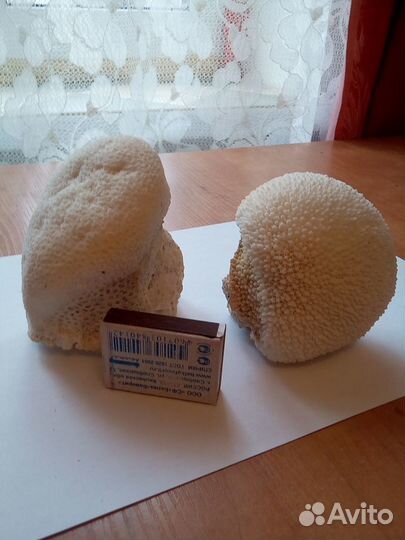 Коралл натуральный