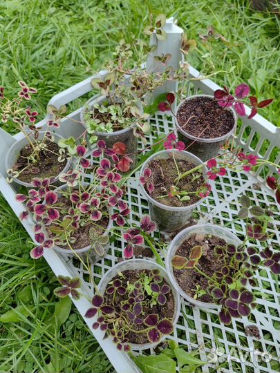 Клевер декоративный пестролистный