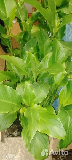 Комнатные цветы бесплатно