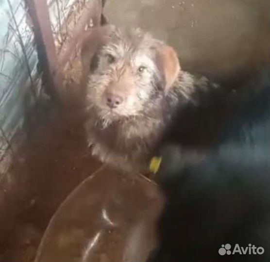 Собака мелкая, коричневая