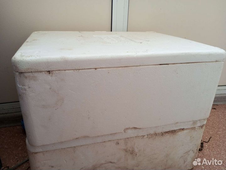 Червь Старатель. Маточная семья