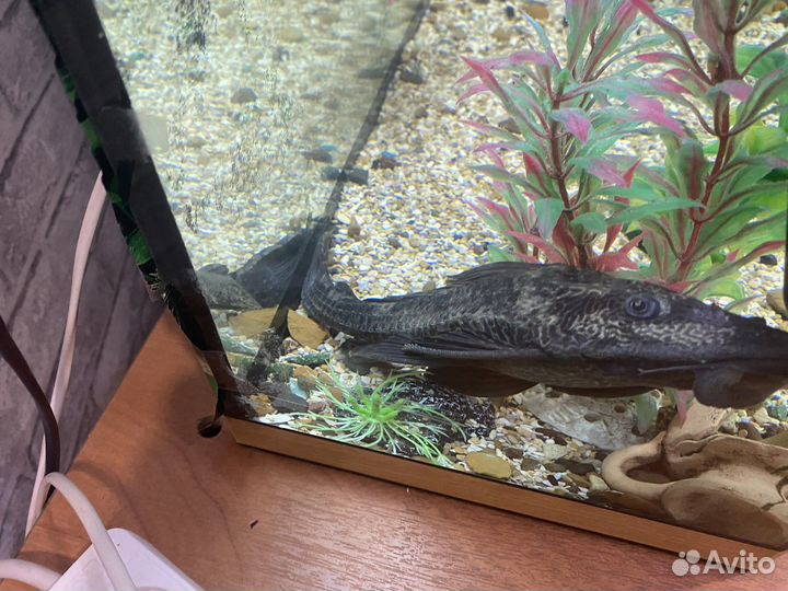 Сом анциструс