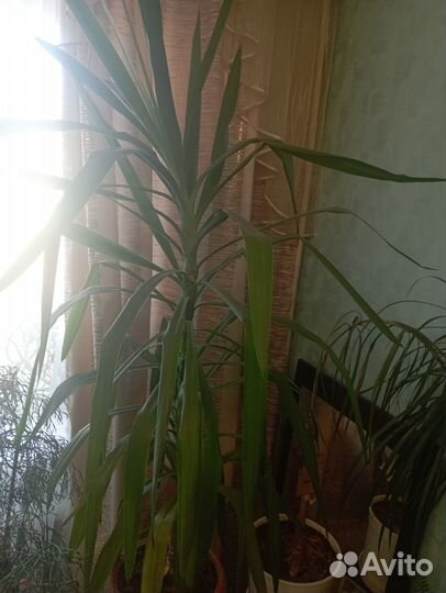 Комнатные цветы большие