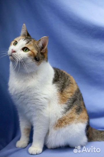 Пупся ищет дом