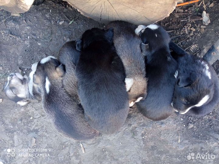 Щенки в добрые руки