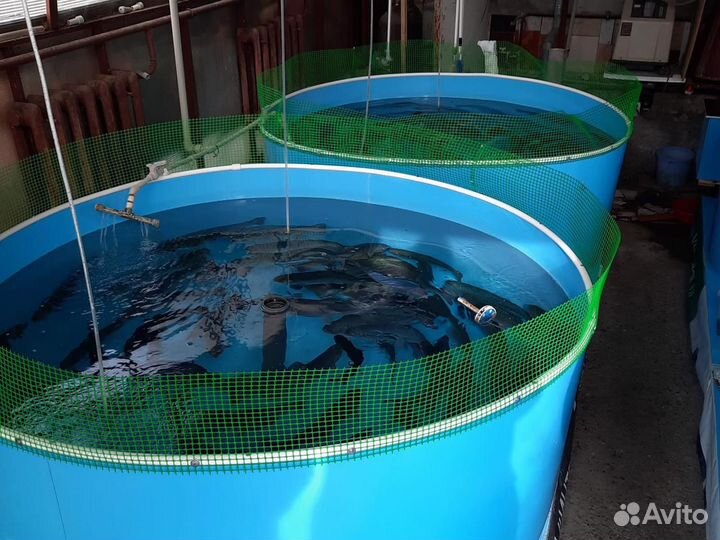 Бассейны для разведения рыбы