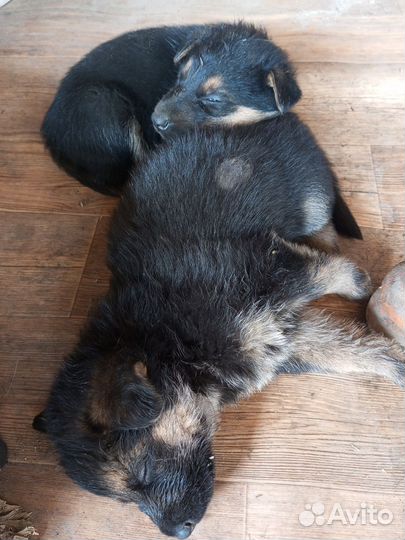 Немецкая овчарка. 6 щенков