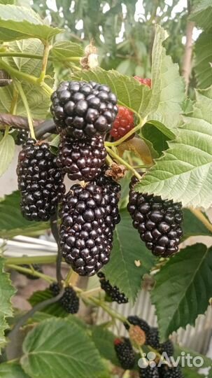 Ежевика прайм арк фридом