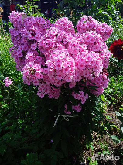 Флоксы многолетние