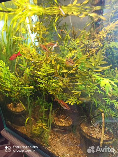 Дубок мексиканский, папоротник, эхинодорус,гуппи