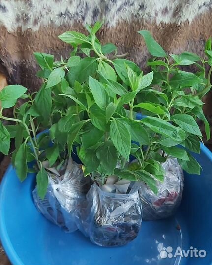 Гортензия метельчатая Металлика