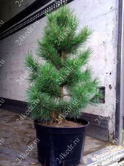 Саженцы кедра экстра класс
