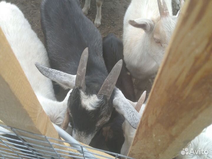 Козлята