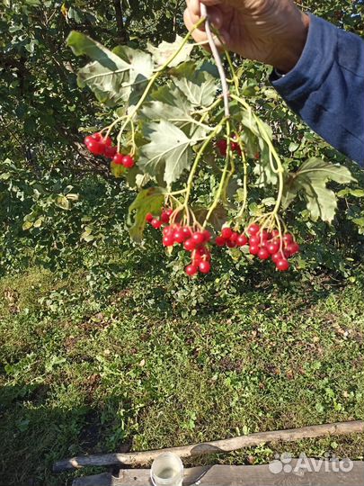 Продается калина