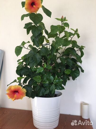 Сортовой гибискус 120 см