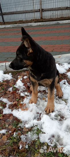 Немецкая овчарка